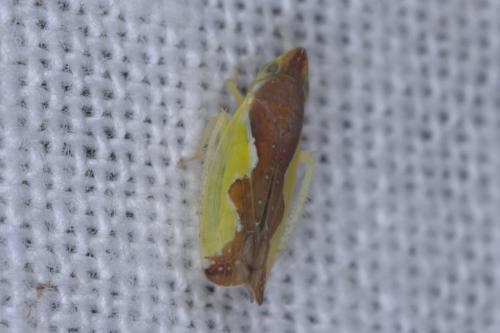 Platymetopius major